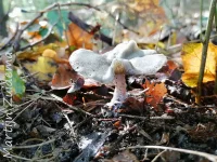 Groene anijstrechterzwam [Clitocybe odora]